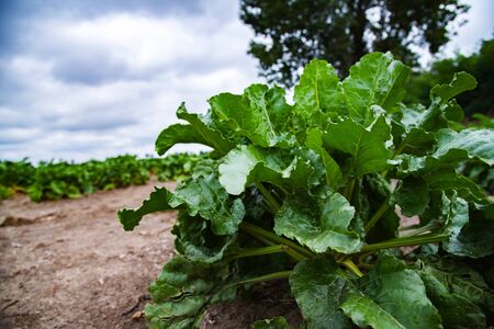 Sugar Beet Field. Agriculture, bad weather for a harvest.