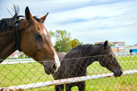 Two horses embracing in friendship.の写真素材