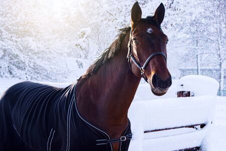Chestnut sidesaddle horse without her rider. Horse during winterの写真素材