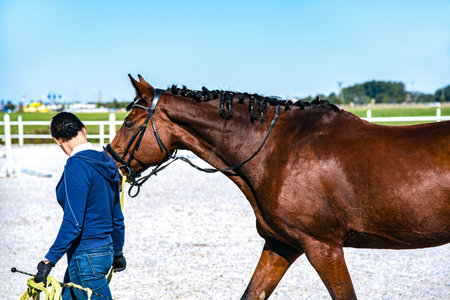 Sports horse in the arena. equestrian sports in detail
