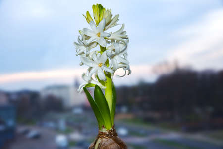 Pink hyacinth on window in overcast weather. Beautiful flower on the window sill in spring