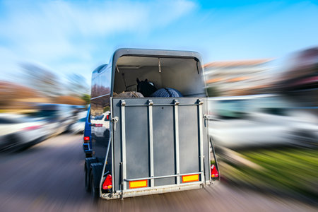 Horse vehicle. Carriage for horses. Auto trailer horse trailer. Sport horses are in the trailer for...