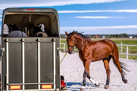 horse vehicle. Carriage for horses. Auto trailer for transportation of horses. transportation livestockの写真素材