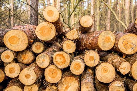 Pile of wood in forest. Chop wood for wood processingの写真素材