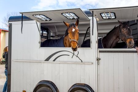 horse vehicle. Carriage for horses. Auto trailer for transportation of horses. transportation...