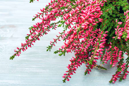 bard color of heather flower on blue background, close-upの写真素材
