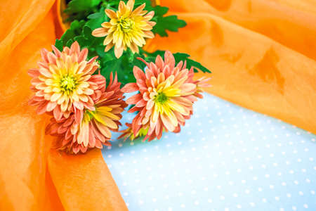 Beautiful yellow chrysanthemum flowers