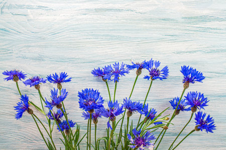 Blue cornflower, closeup. blue petals scatteredの写真素材