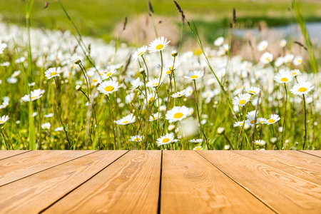 Wooden table on the background of daisy flowers. Summer in rural areasの写真素材