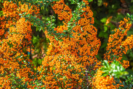 Orange autumn berries of Pyracantha. landscaping near the house