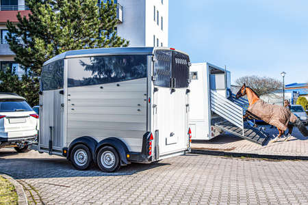 Horse vehicle. Carriage for horses. Auto trailer horse trailer. Sport horses are in the trailer for...
