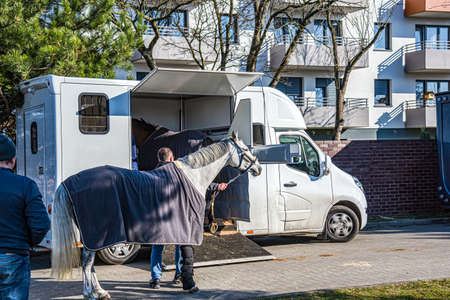 Horse vehicle. Carriage for horses. Auto trailer horse trailer. Sport horses are in the trailer for the trip on competitions.の写真素材