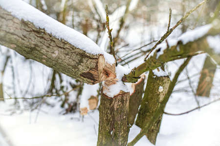Tree gnawed by beavers. Beavers chewed tree trunkの写真素材