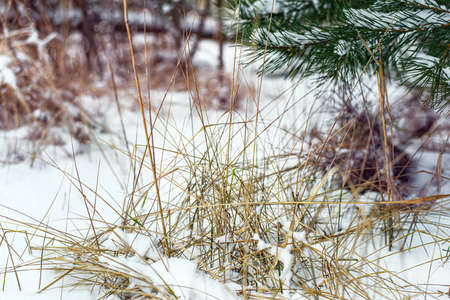 trees in snowy forest in winter, tranquility of nature