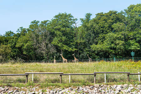giraffes live in a zoo, in an open areaの写真素材