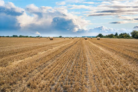 field of beveled wheat against the background of cloudy sky