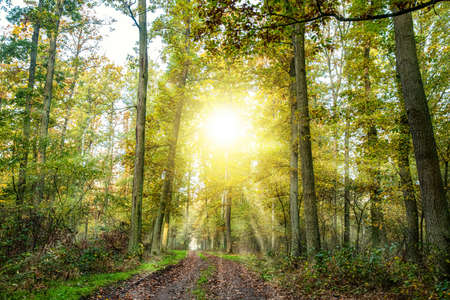 rays of sun in a dark forest, autumn day
