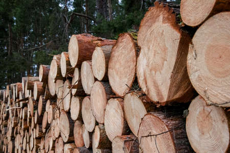 Wood and wooden logs lie in the forest after harvesting, deforestation