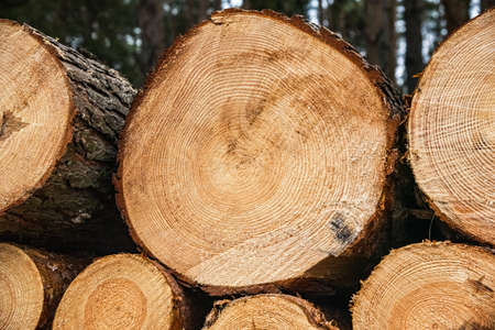 Wood and wooden logs lie in the forest after harvesting, deforestation