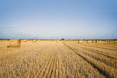 field of beveled wheat against the background of rural houses