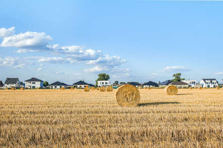 field of beveled wheat against the background of rural housesの写真素材