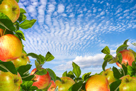 Red and green apples on the tableの写真素材
