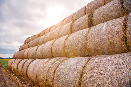 straw background, harvesting animal feed