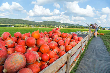 Pumpkins at the farmers' market in Germany.の写真素材