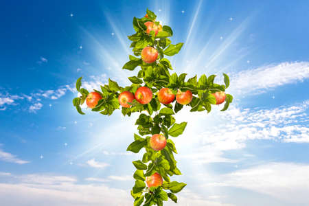 a cross of apples, the concept of the Feast of Religionの写真素材