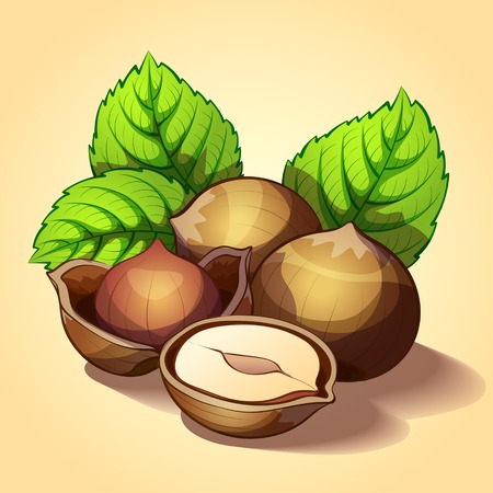 Hazelnut with green leavesのイラスト素材