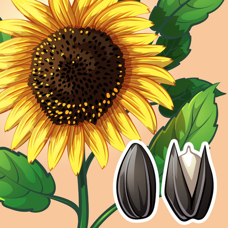 sunflower and seedsのイラスト素材