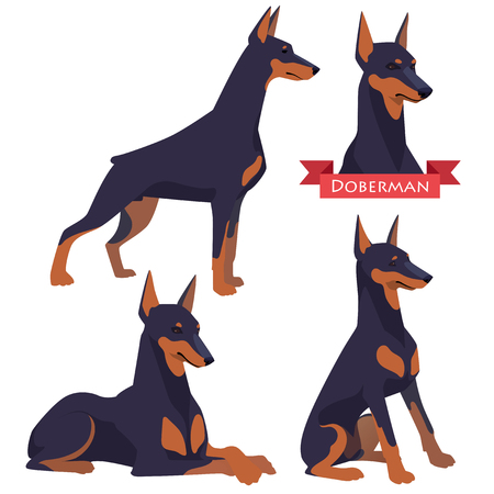 Doberman in different poses. Dog in flat vector style isolated on a white background.のイラスト素材