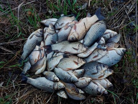 Freshly caught river fishes of various killifish species.の写真素材