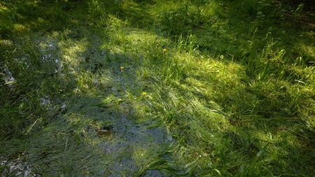 Waterlogged lawn with standing water in a large puddle after a heavy rain.