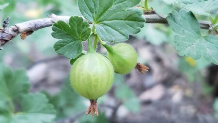 Fresh Green Gooseberries. Growing Organic Berries Closeup On A Branch Of Gooseberry Bush. Ripe Gooseberry In The Fruit Garden.の写真素材