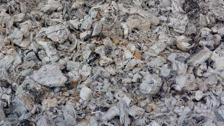 gray ash of burnt trees after the fire.