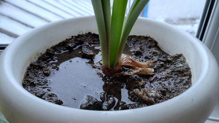 Sprout of hyacinth in a pot on the windowsillの写真素材