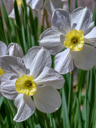 White daffodils in the garden on a sunny day close-up.の写真素材