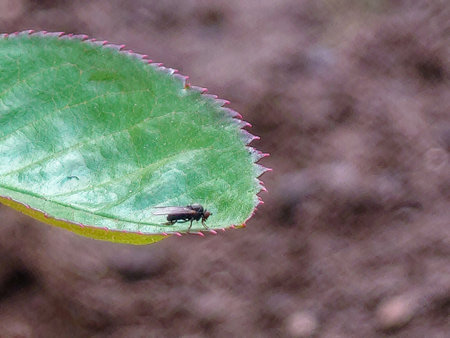 Small midge on the edge of a green leaf close-up.の写真素材