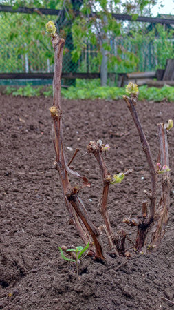 young shoot of grapes in early spring with buds blooming.の写真素材