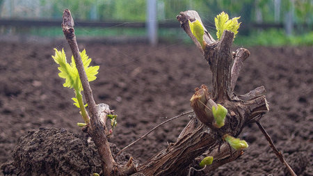 young shoot of grapes in early spring with buds blooming.の写真素材