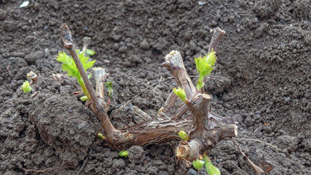 young shoot of grapes in early spring with buds blooming.の写真素材