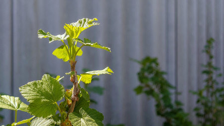 Young shoot of black current in the rays of the bright sun close-upの写真素材