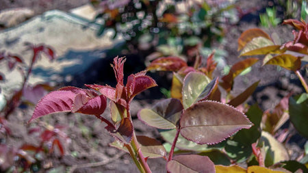 Young shoots of a rose bush in spring.の写真素材