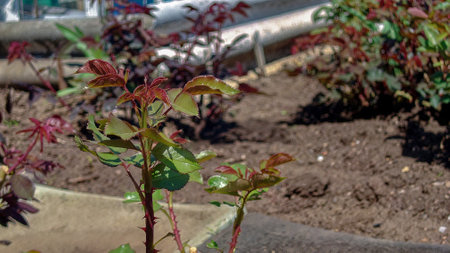 Young shoots of a rose bush in spring.