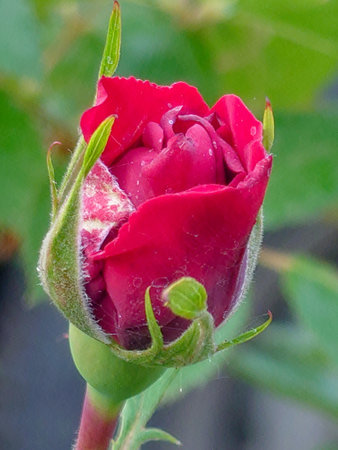 half-blossomed buds of dark red roses close-up.の写真素材