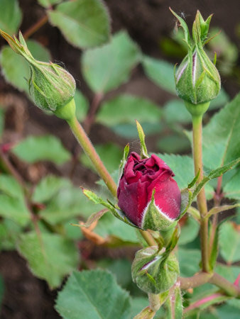 half-blossomed buds of dark red roses close-up.の写真素材