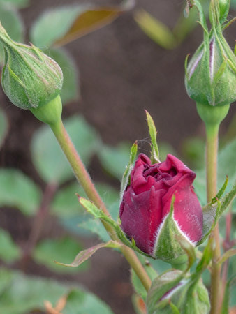half-blossomed buds of dark red roses close-up.の写真素材