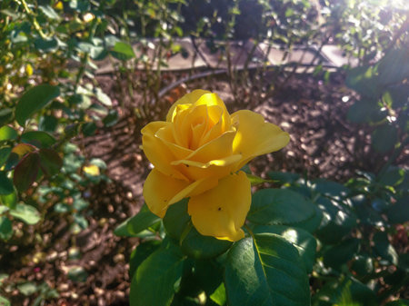Blossoming bud of a yellow rose in the garden.の写真素材