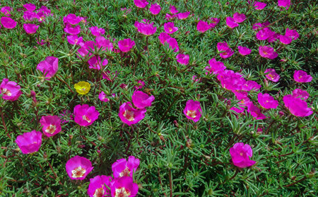 Bright pink purslane flowers close-up.の写真素材
